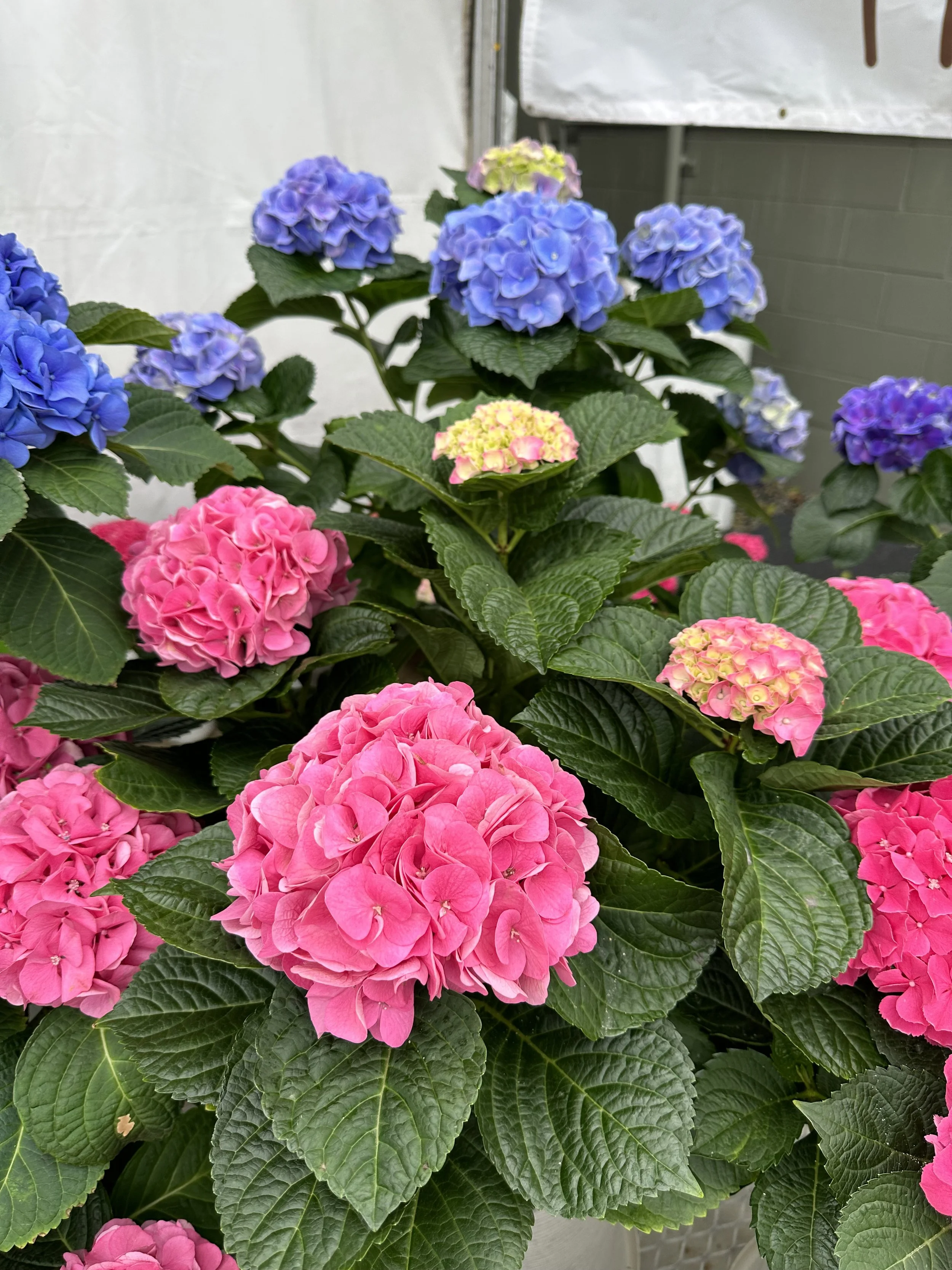 Hydrangea macrophylla My Beautiful Riviera PPAF — ThinkPlants