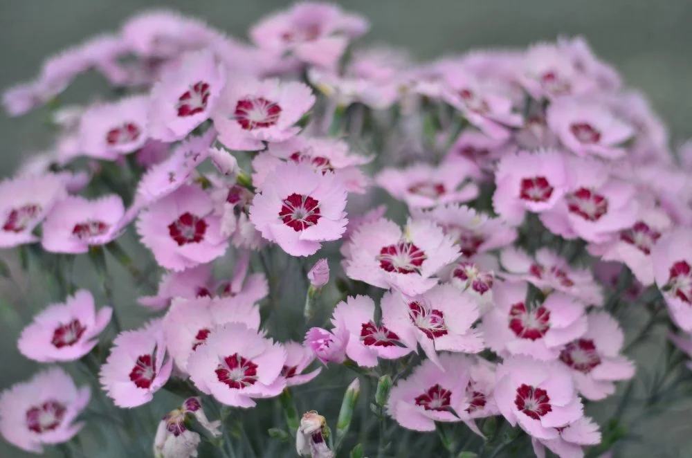 Dianthus Hybrid Scent From Heaven Angel Of Peace ThinkPlants Dianthus Hybrid Scent From Heaven Angel Of Peace ThinkPlants
