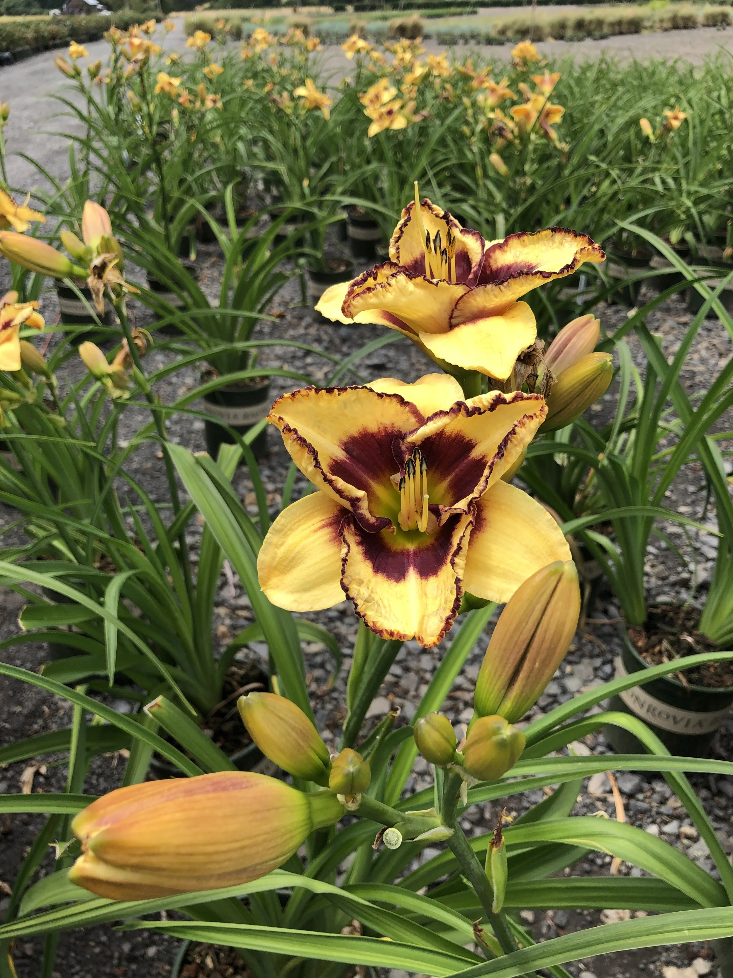 Hemerocallis Blazing Skye MN OR July 2020 (1).JPG