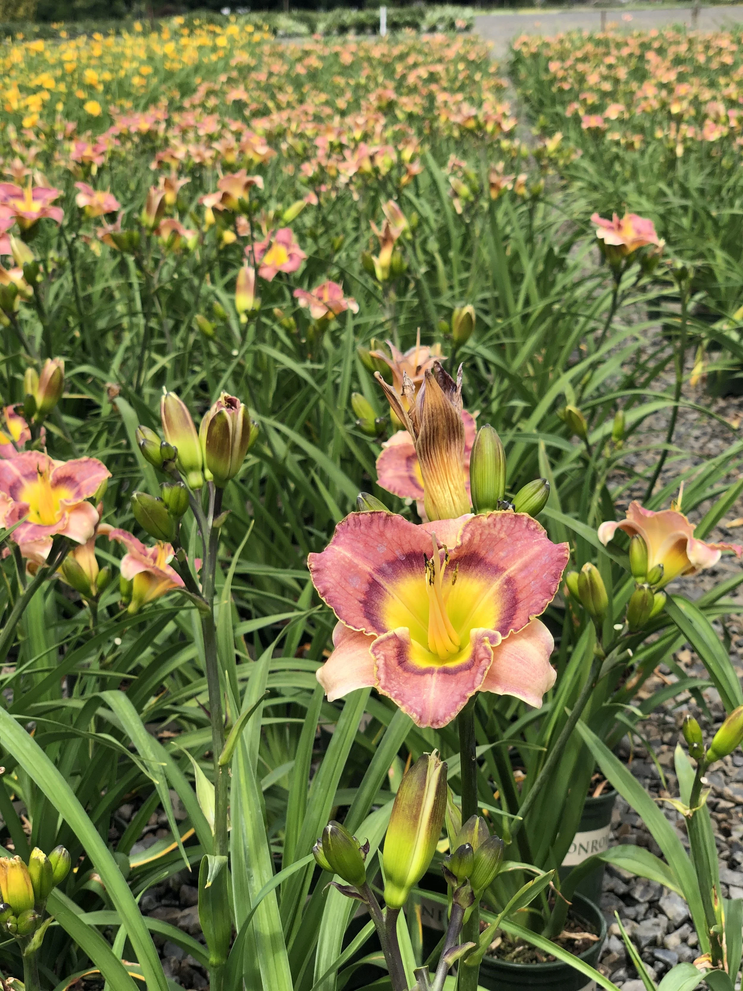 Hemerocallis Radiant Skye MN OR July 2020 (1) - Copy.JPG