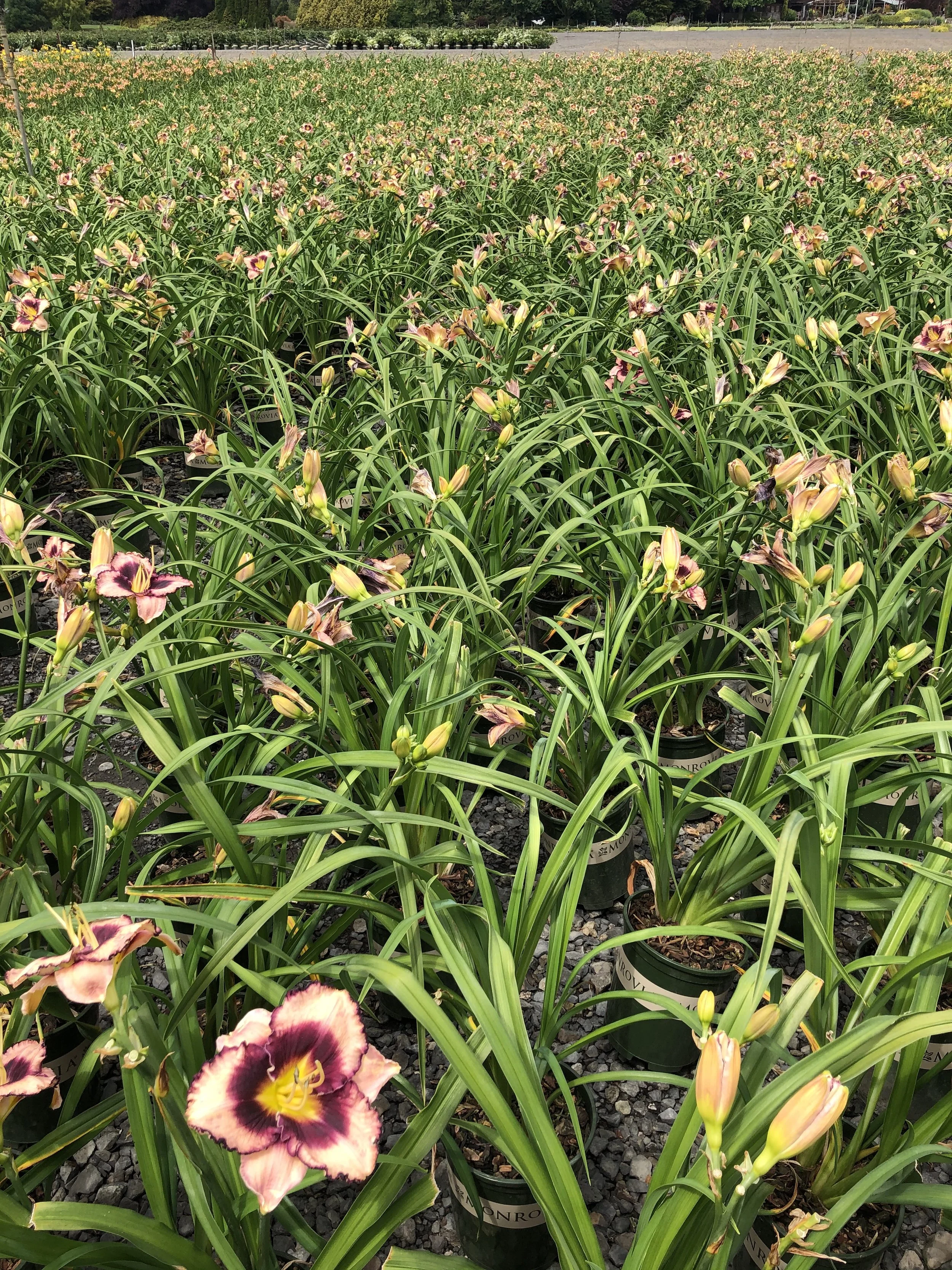Hemerocallis Stormy Skye MN OR July 2020 (1).JPG