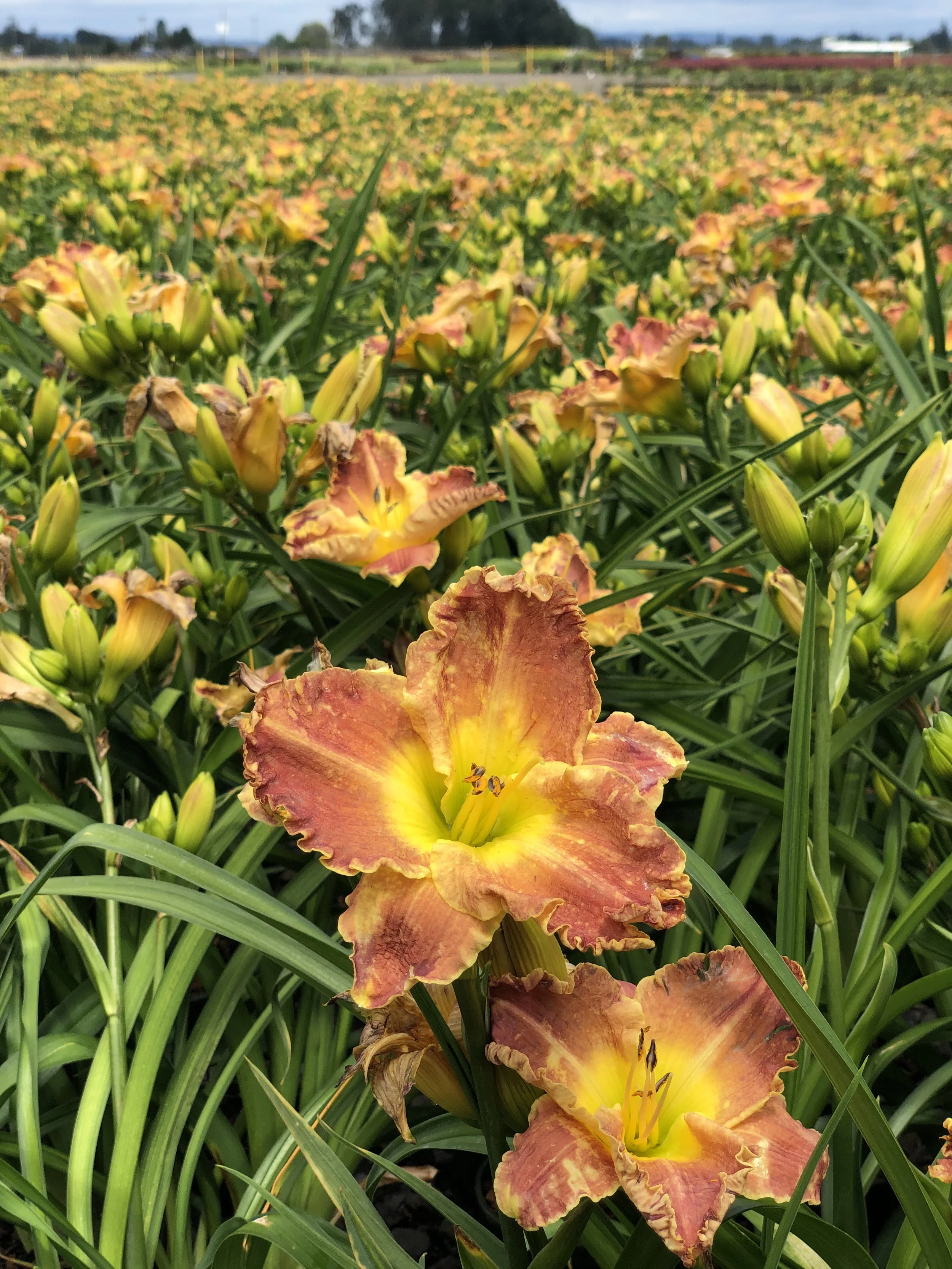Hemerocallis Titan Skye MN OR July 2020 (1).JPG
