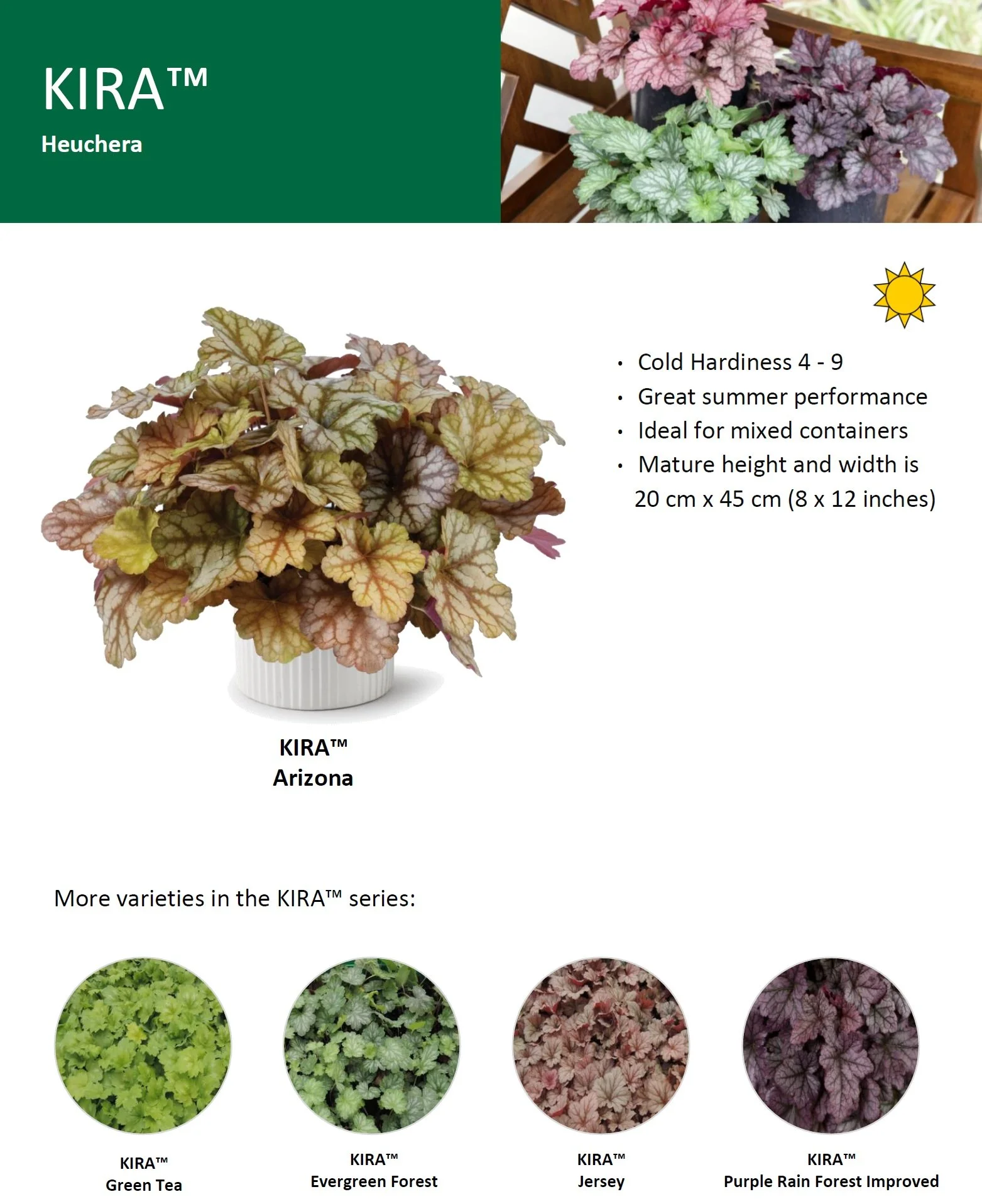 Heuchera KIRA™