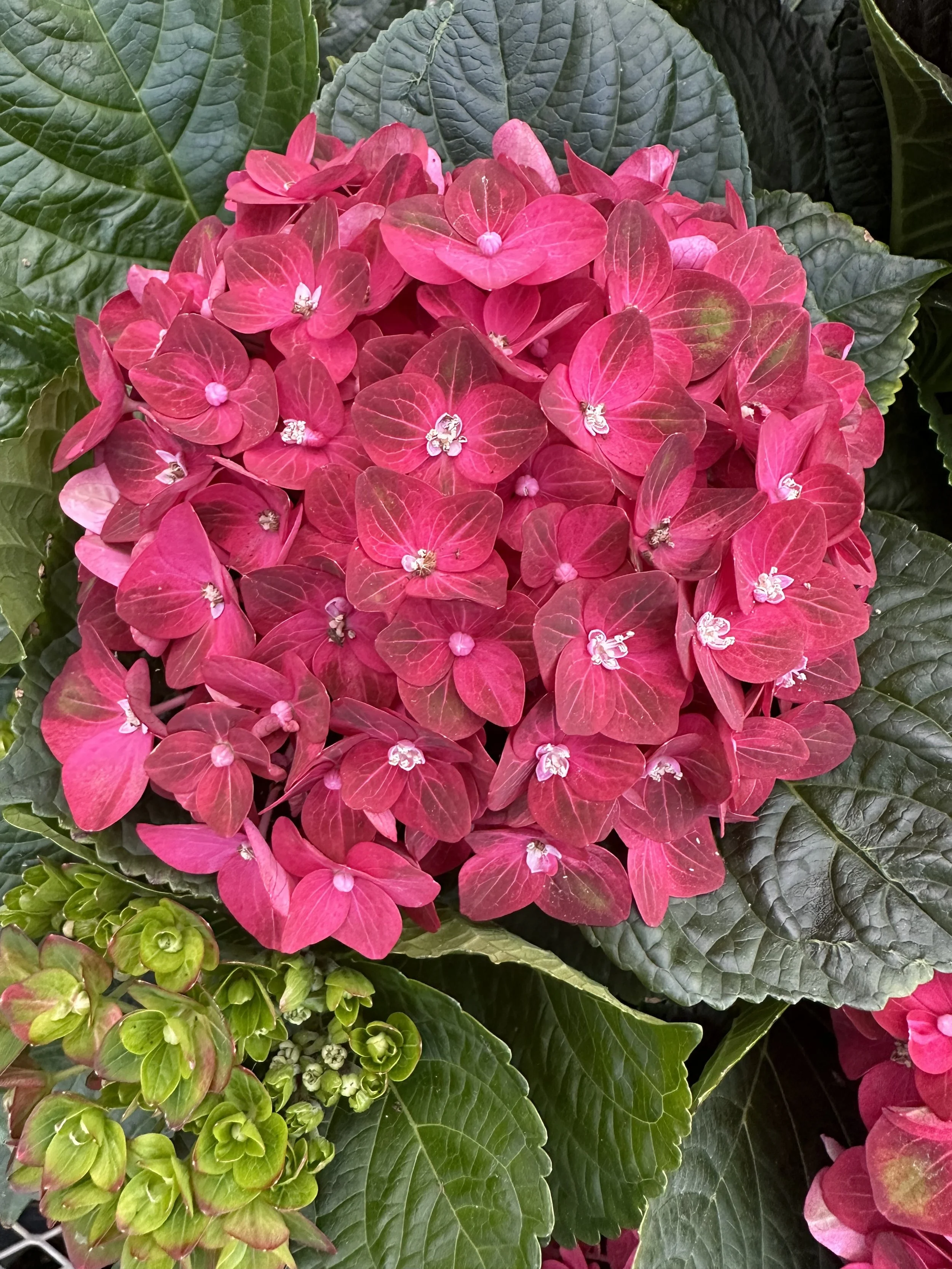 Hydrangea macrophylla BloomChampion® Passion