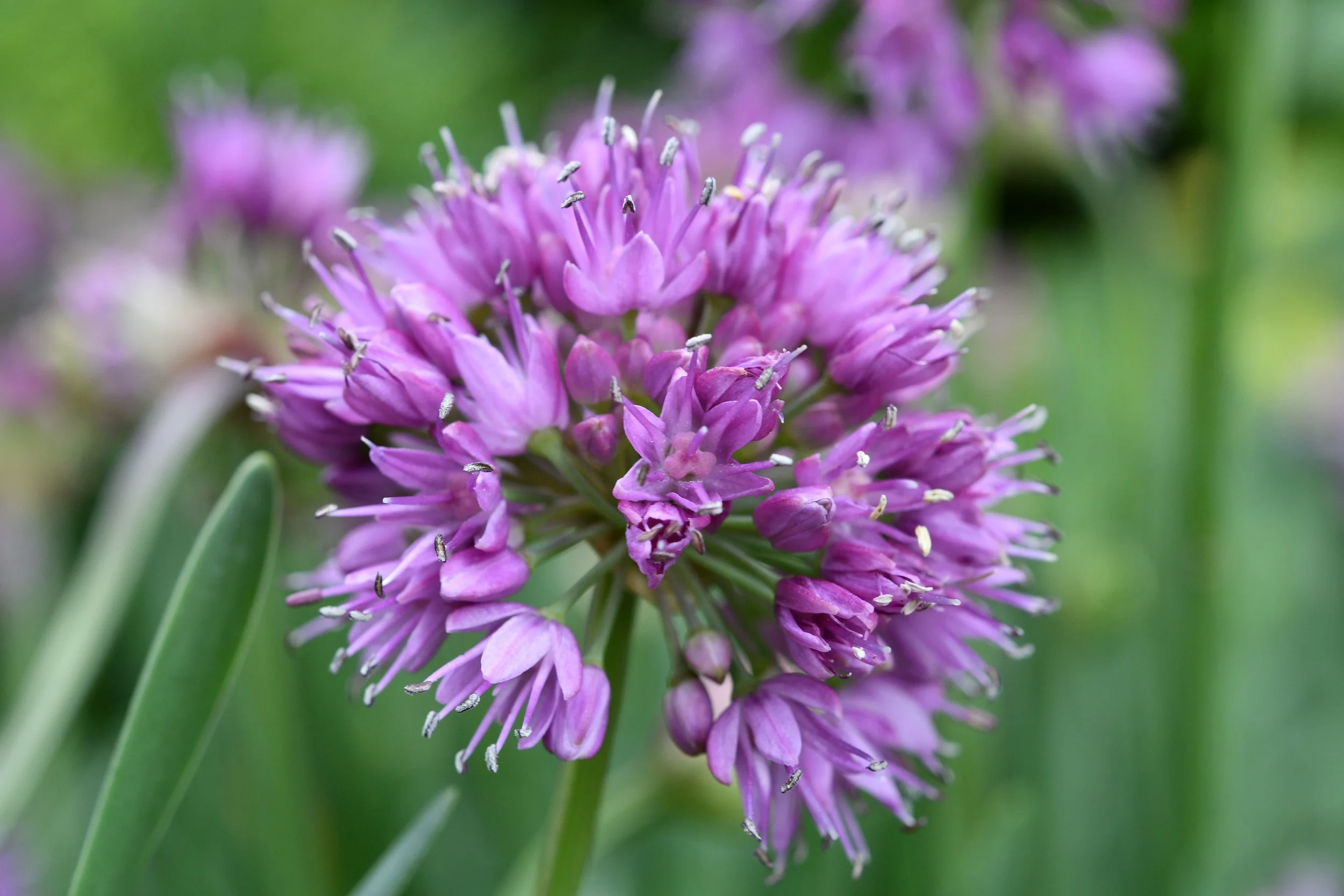 Allium Cobalt Millenium ('Luna')