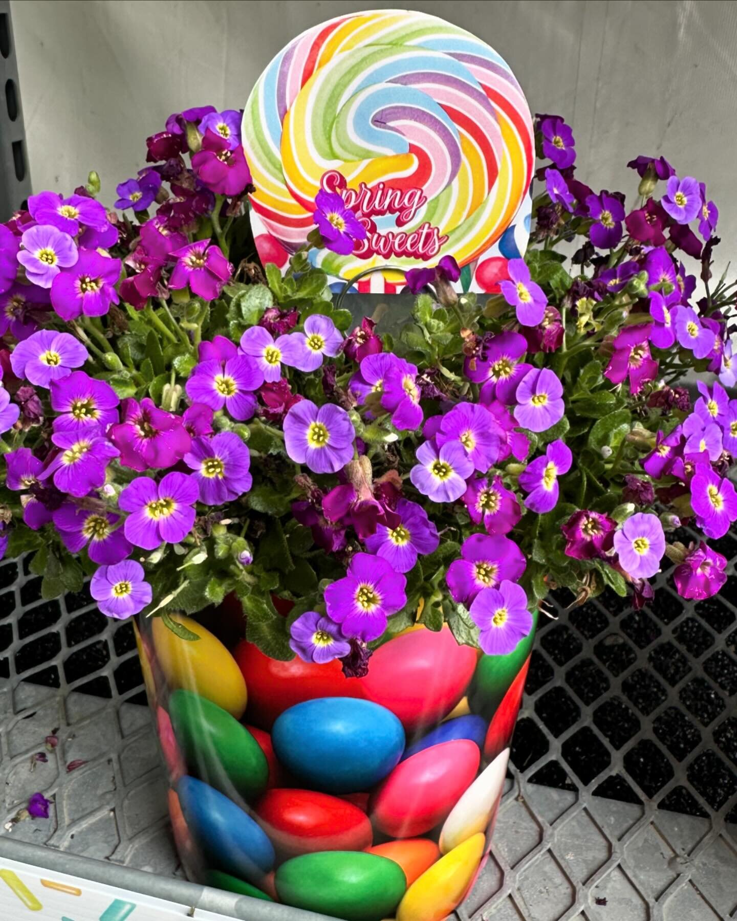 It was a great week in Pomona, CA at the Home Depot spring trials presenting ThinkPlants perennials. We also introduced a fun marketing idea for early spring perennials- Spring Sweets! 
#perennials #thinkplants #springsweets 
#thinkplants #perennials