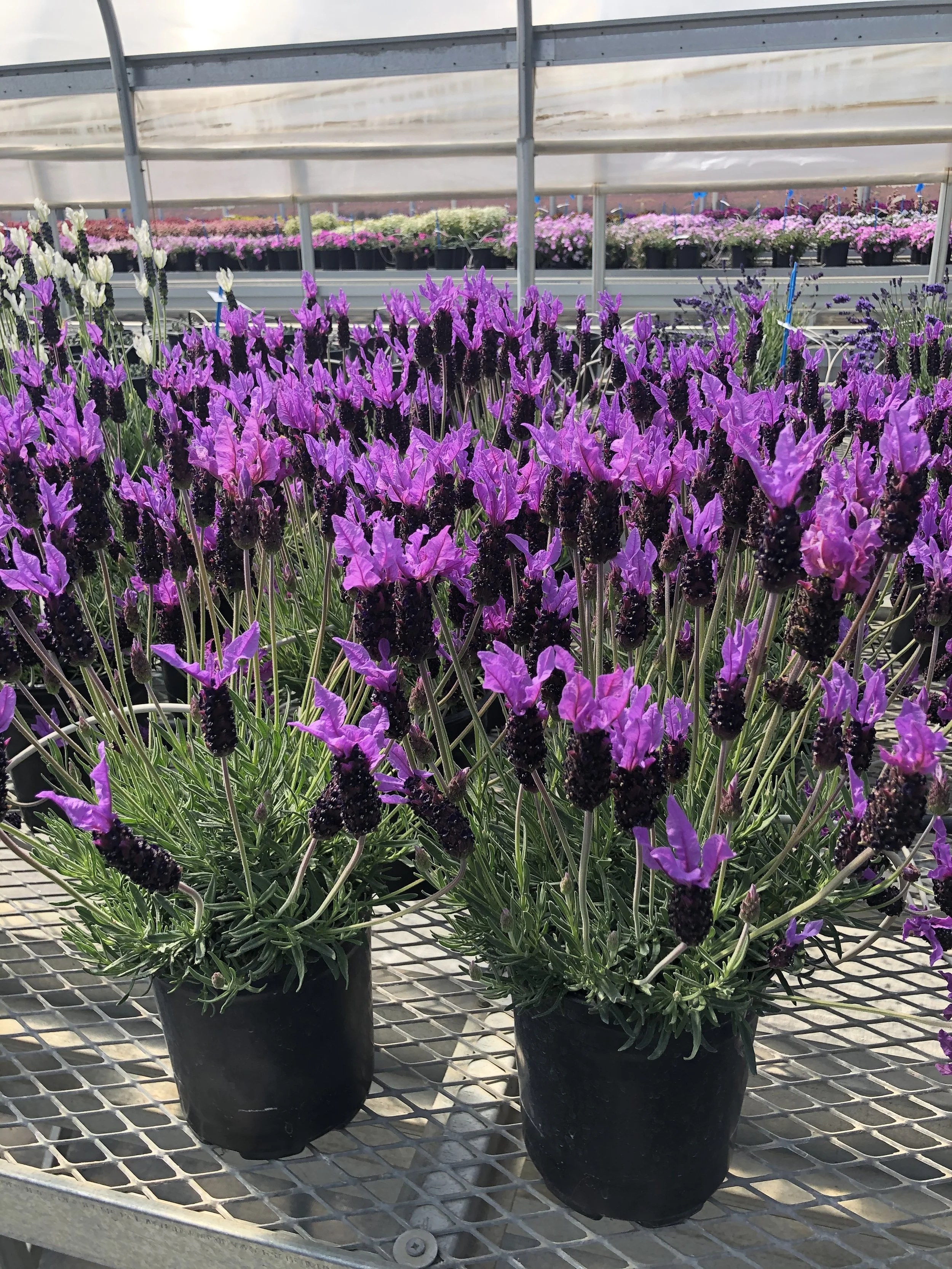 Lavender stoechas Violeta Purple XL - Syngenta .JPG
