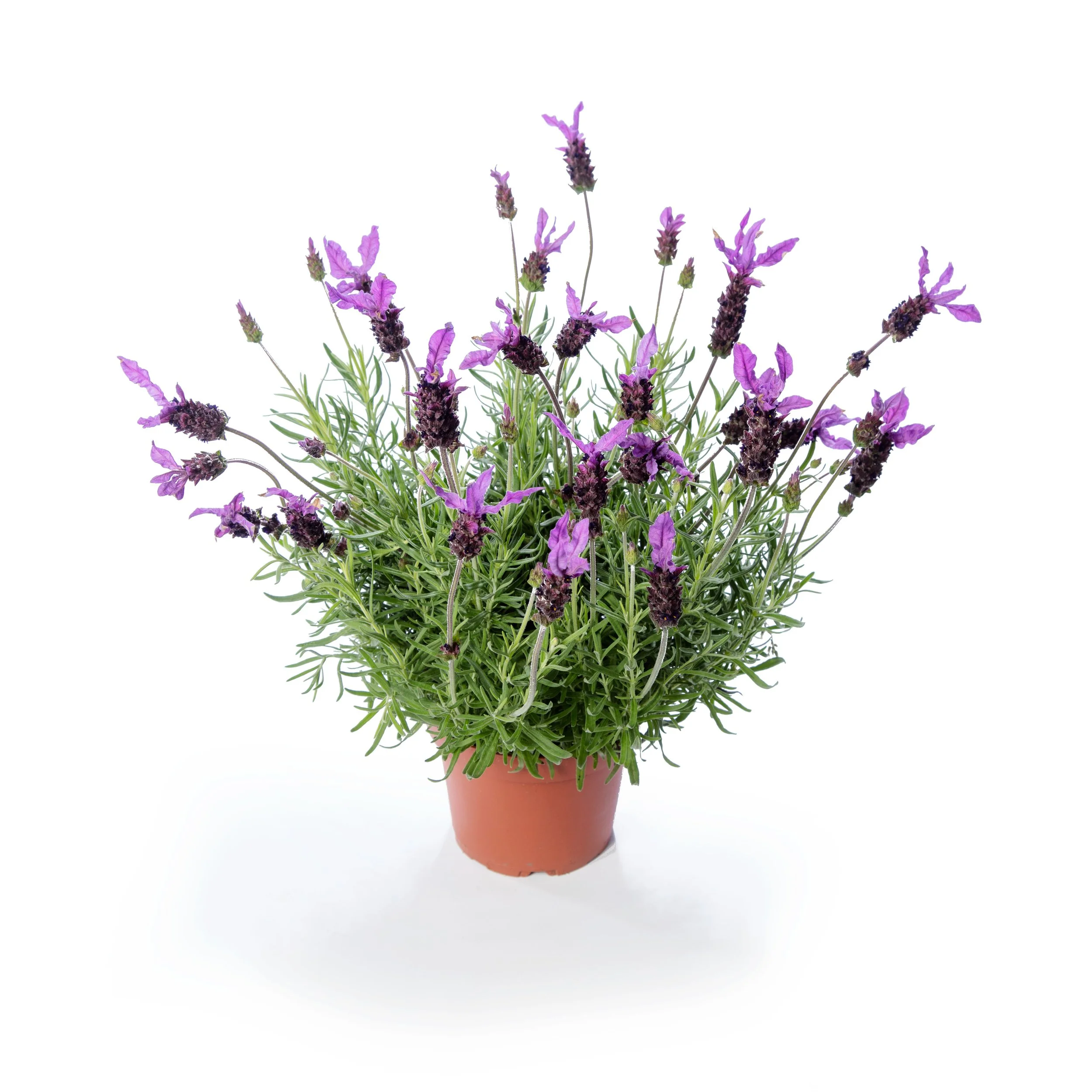 Lavandula stoechas Violeta™ Purple XL