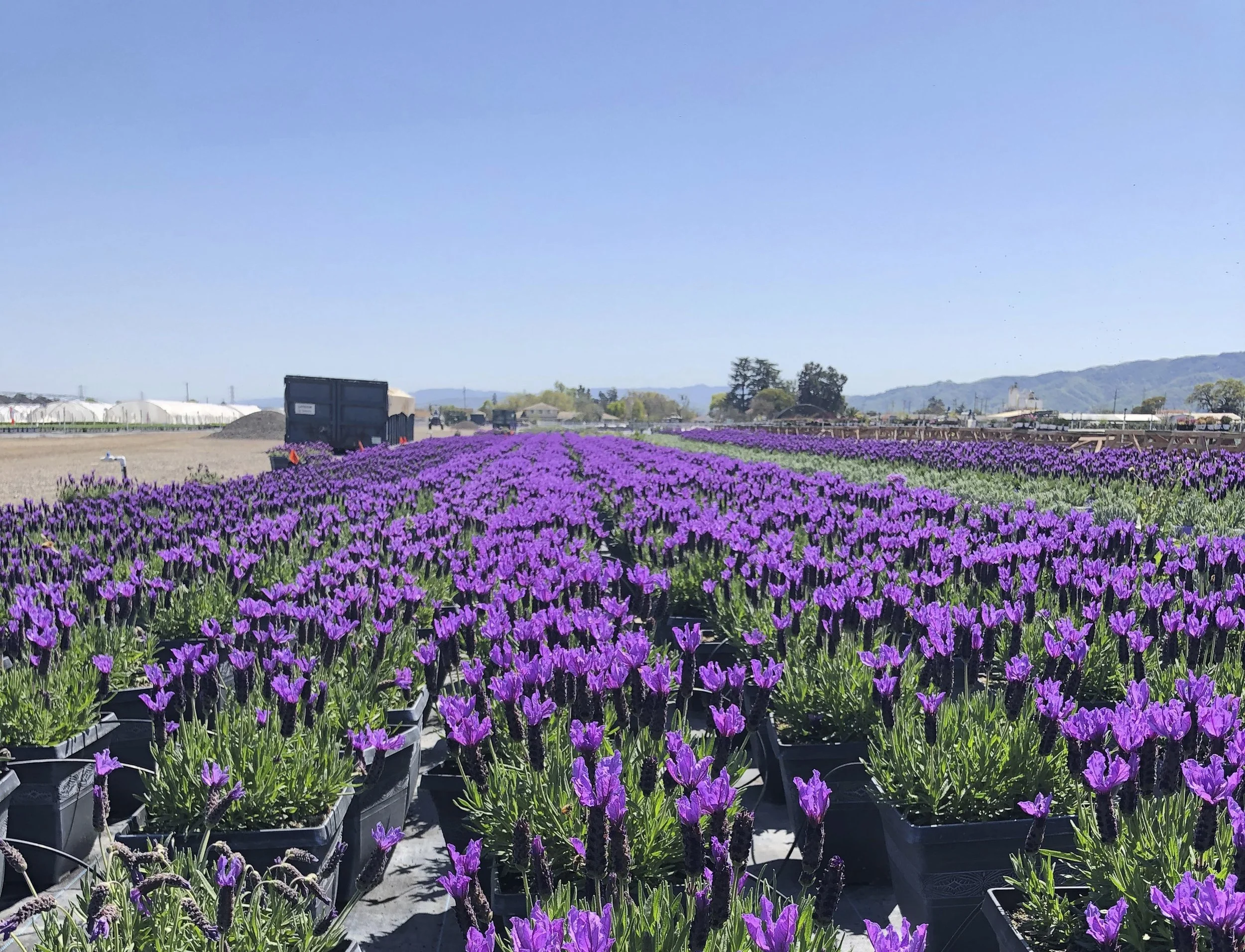 Lavandula stoechas Javelin™ Forte Deep Purple — ThinkPlants