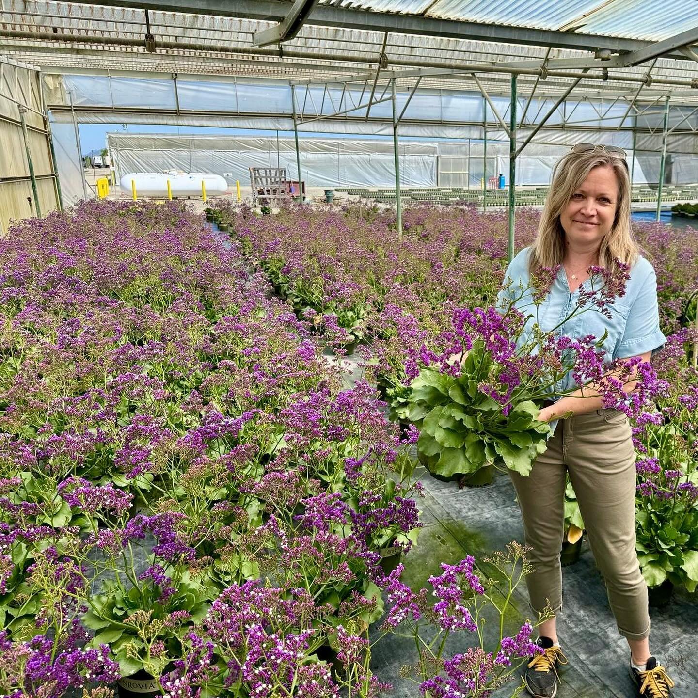 The Limonium Salt Lake looked amazing today at Monrovia! Orders are going out - get it before it&rsquo;s too late! 
Large amounts of pollen and nectar make these purple and white flower heads a magnet for pollinators. Highly tolerant of salty soils, 