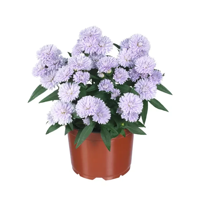 Aster Showmakers® Lilac Sunset