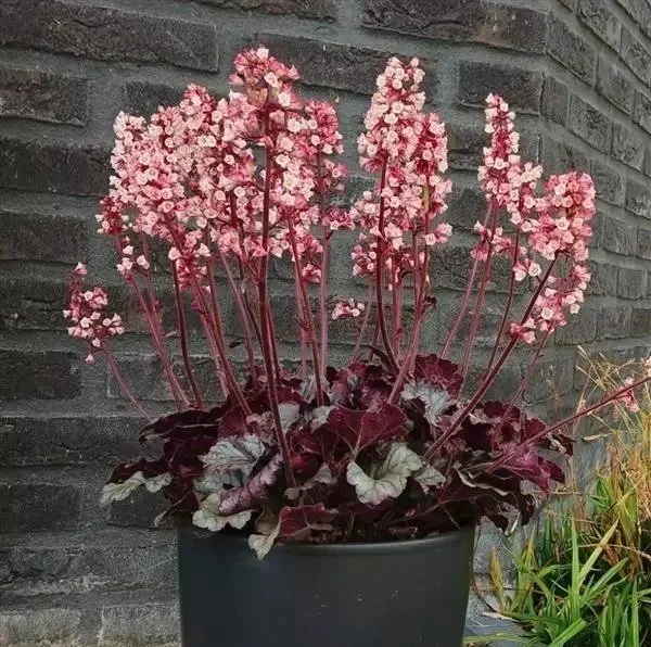 Heuchera+Heucherette+Pink+pot.jpg