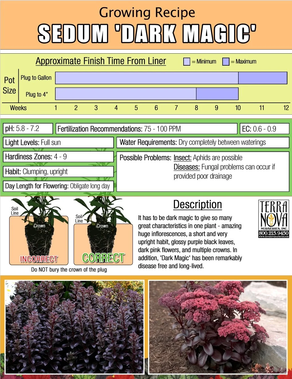 Sedum Dark Magic