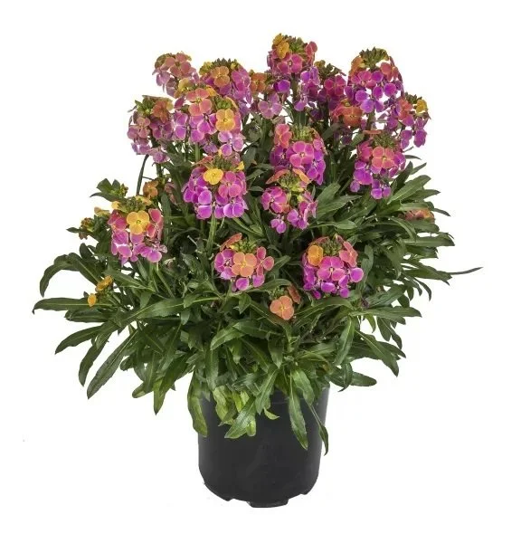 Erysimum Erysistible™ Tricolor Imp