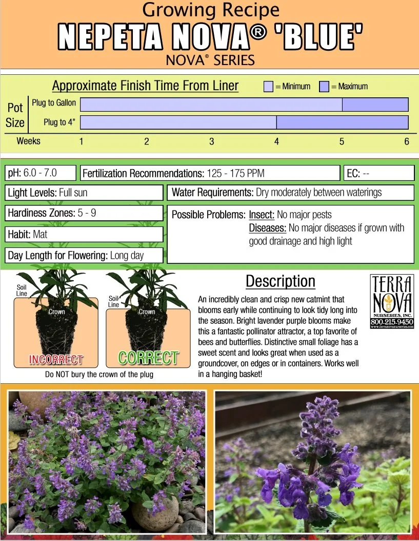 Nepeta NOVA® Blue