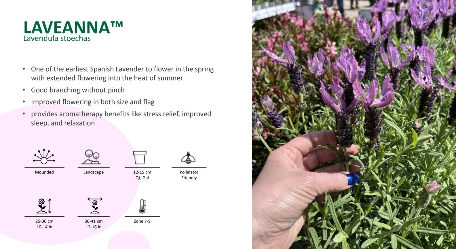Lavandula stoechas Laveanna™
