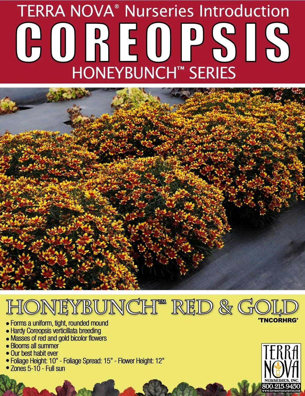 Coreopsis Honeybunch™ Red & Gold