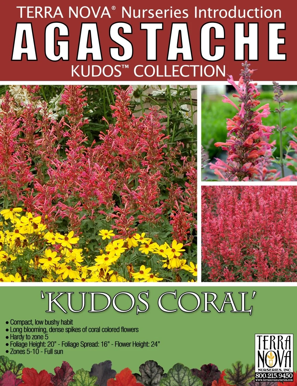 Agastache Kudos™ Coral