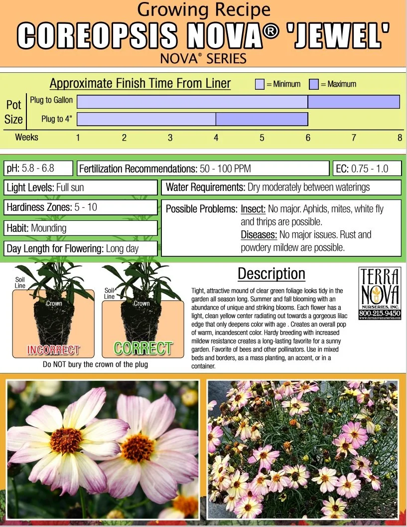 Coreopsis NOVA® Jewel
