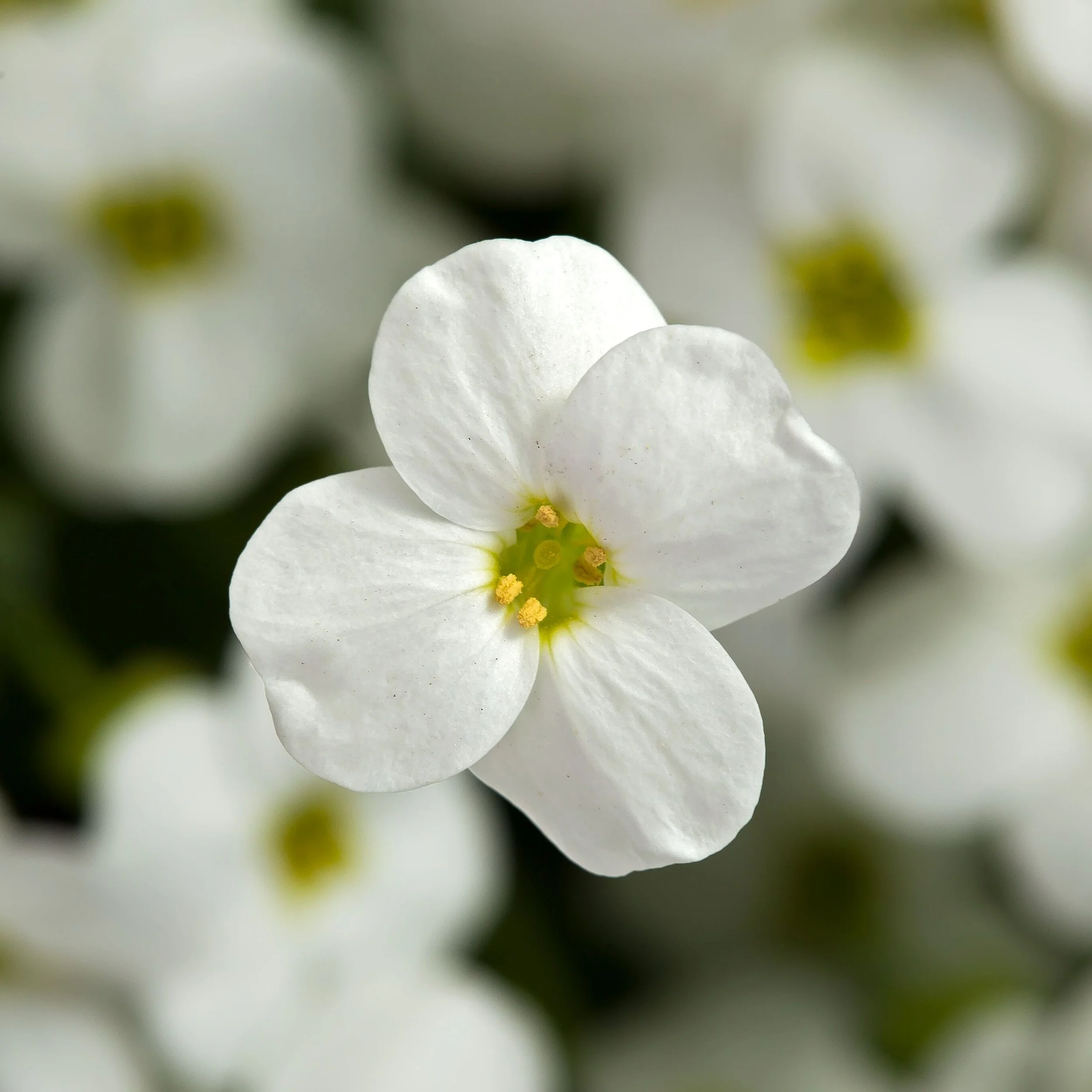 High Res jpg-Axcent White (70079873).jpg
