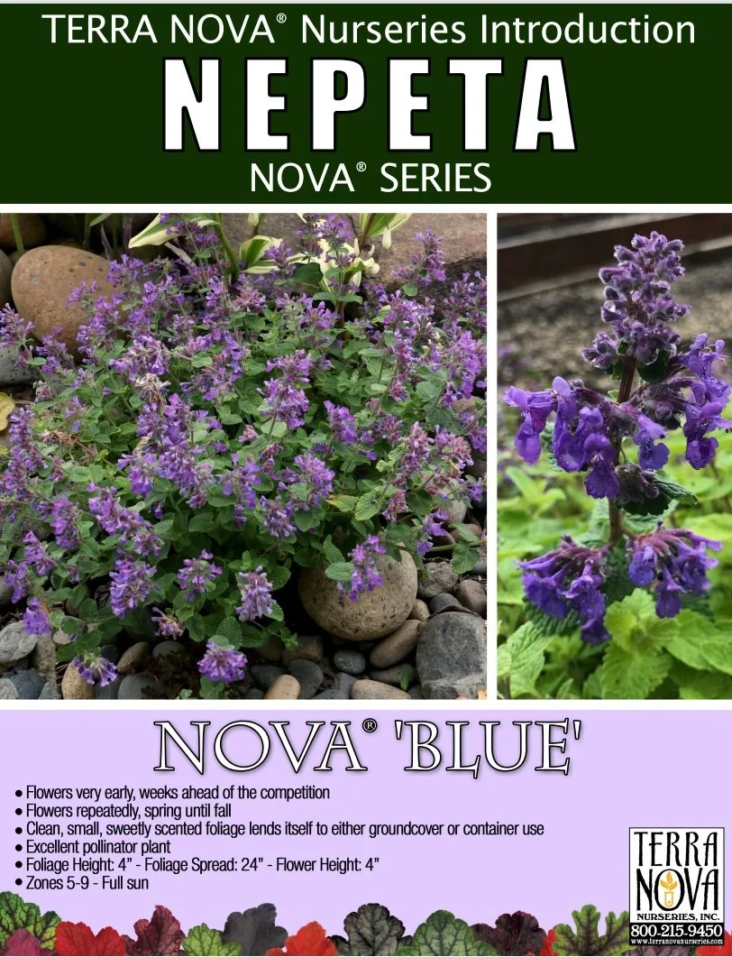Nepeta Nova® Blue