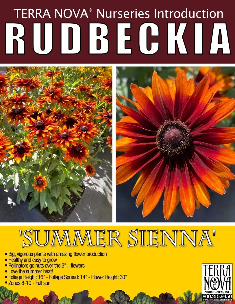 Rudbeckia Summer Sienna