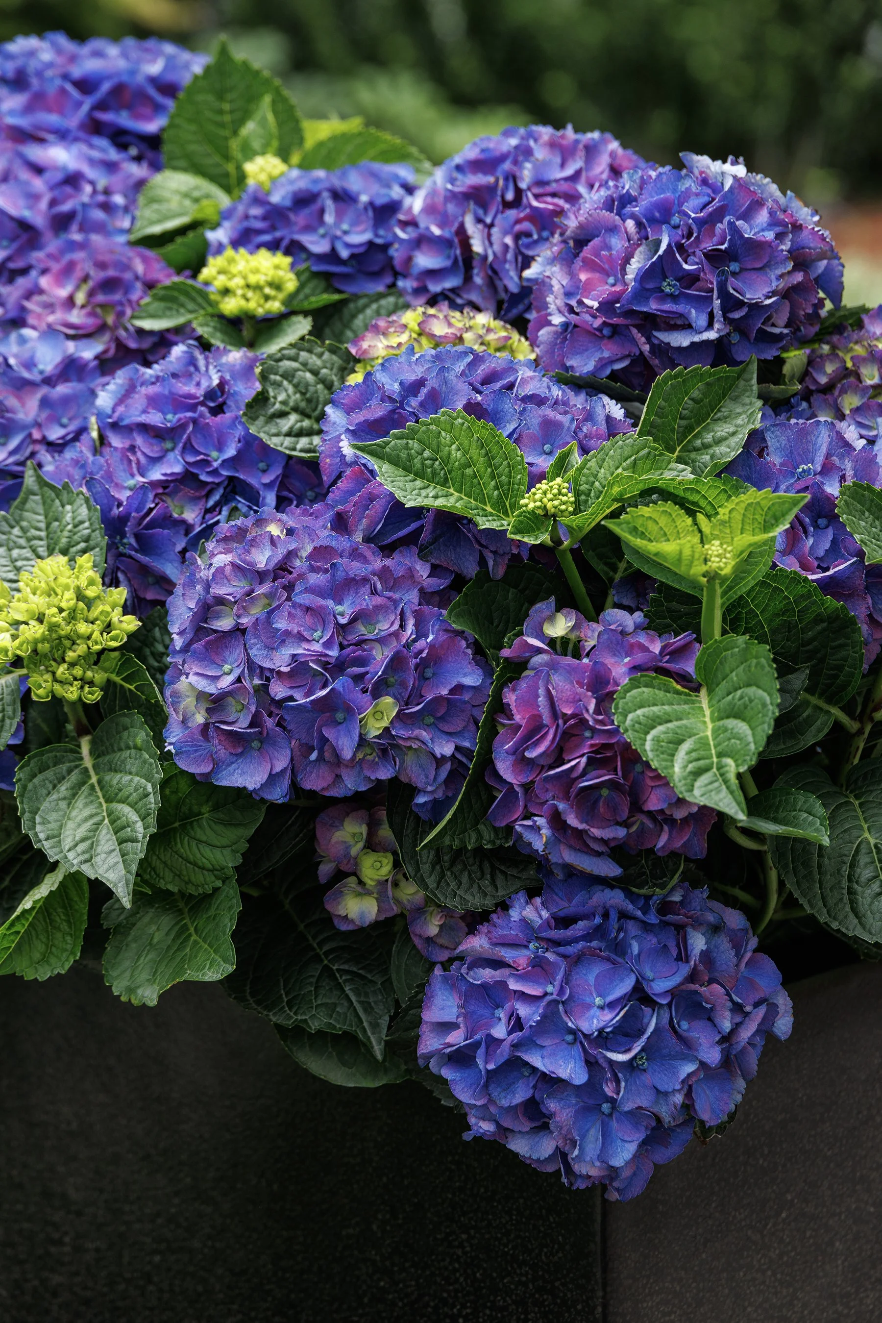 42330 Hydrangea macrophylla 'HORTMANI' Seaside Serenade Newport_2277MNC.jpg
