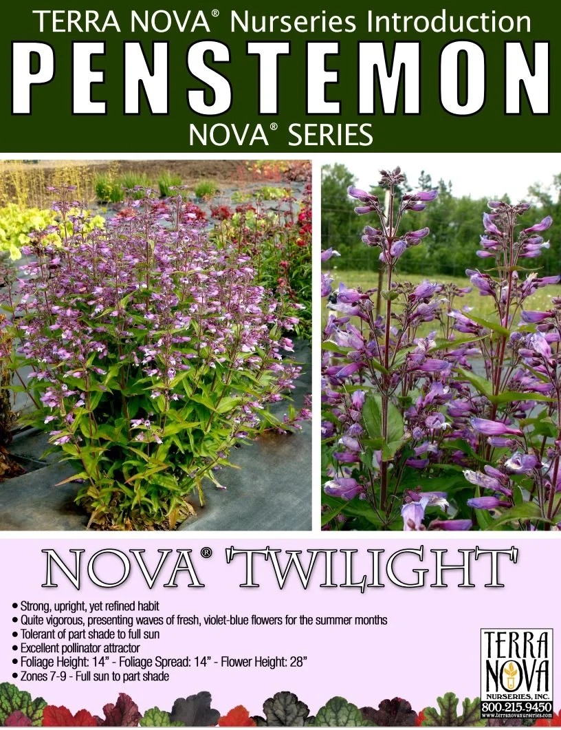 Penstemon NOVA® Twilight
