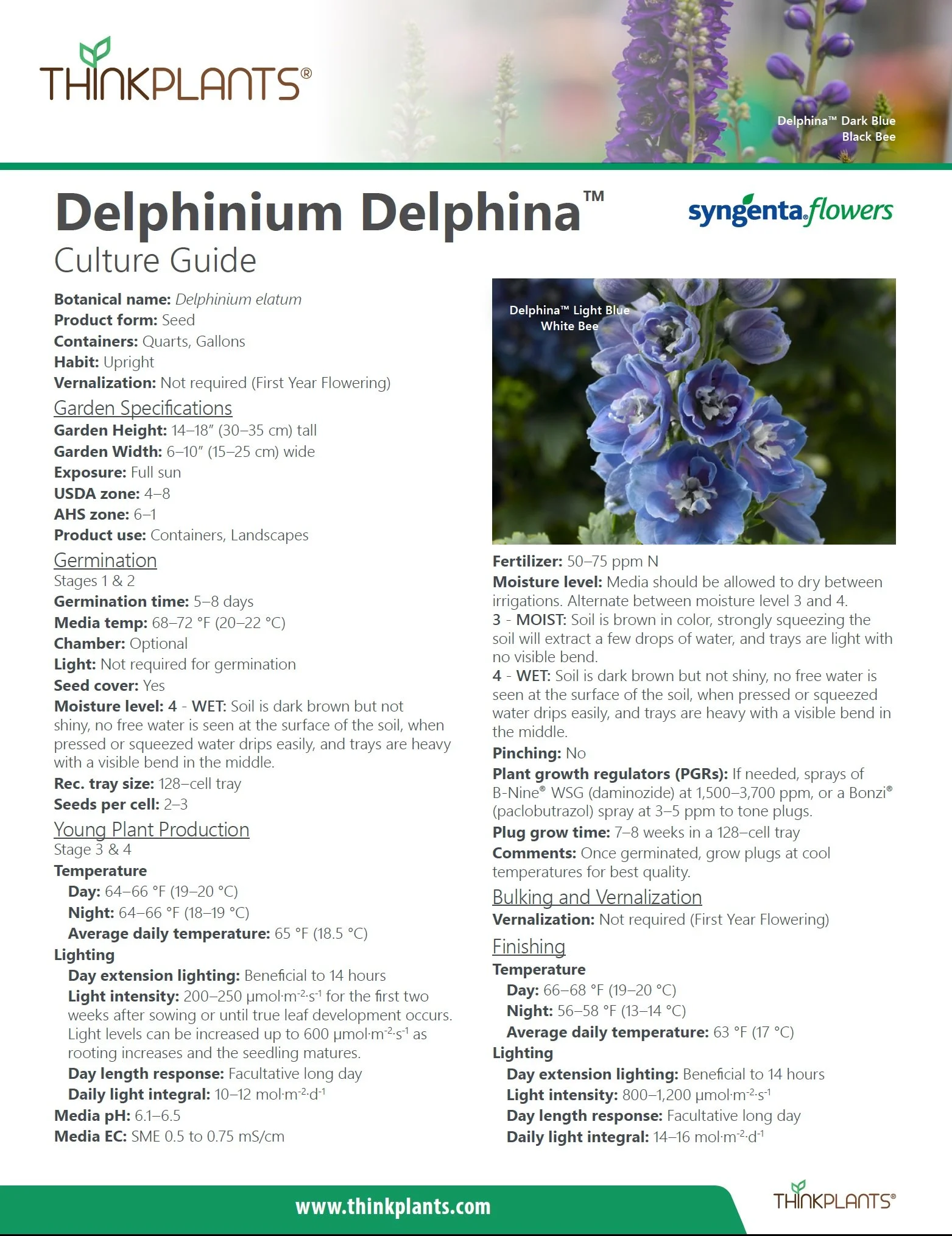 Delphinium Delphina™