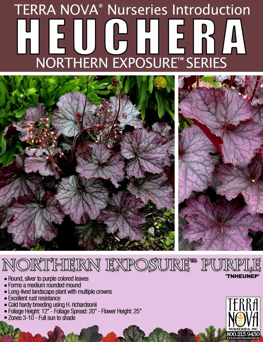 Heuchera Northern Exposure™ Purple