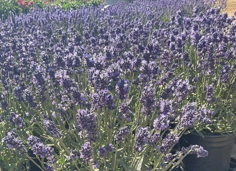 Lavandula Scent™ Mini Blue