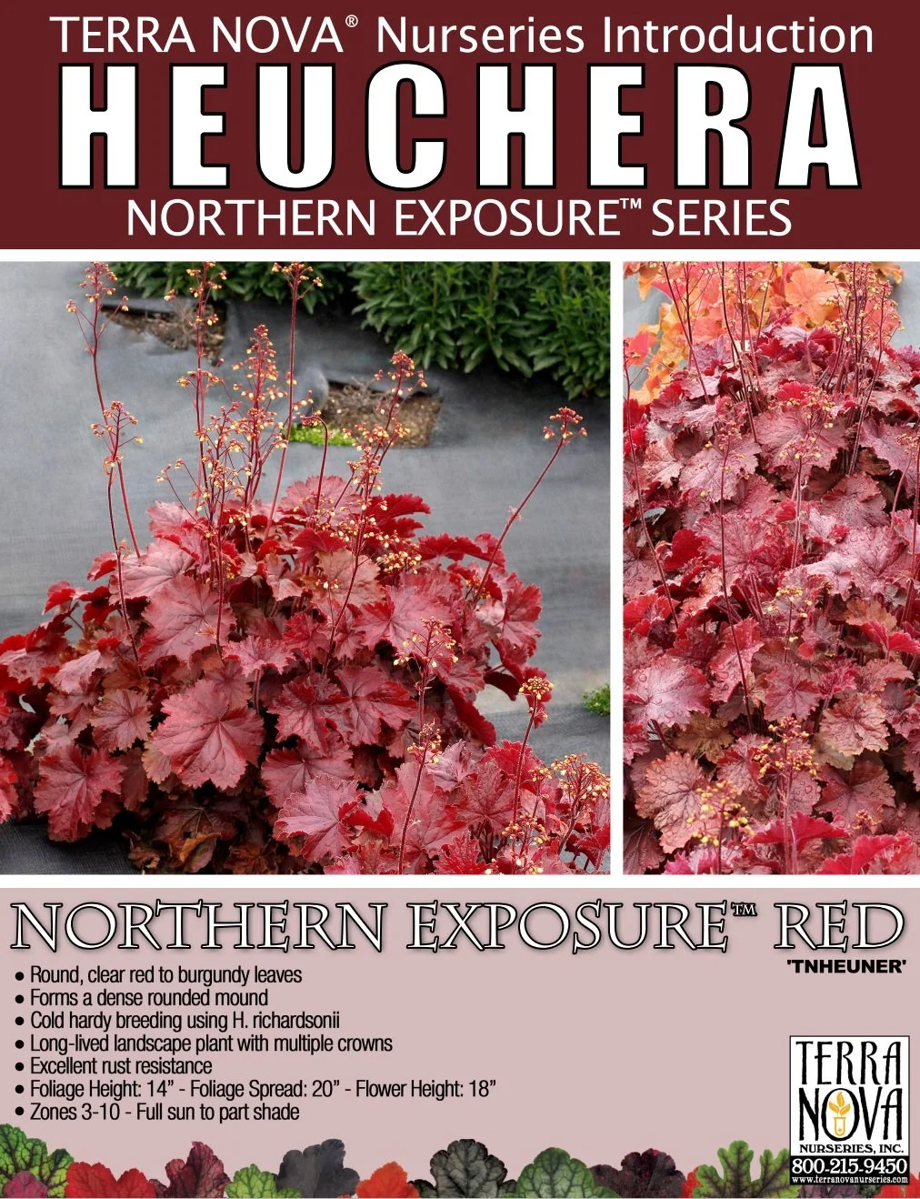 Heuchera Northern Exposure™ Red
