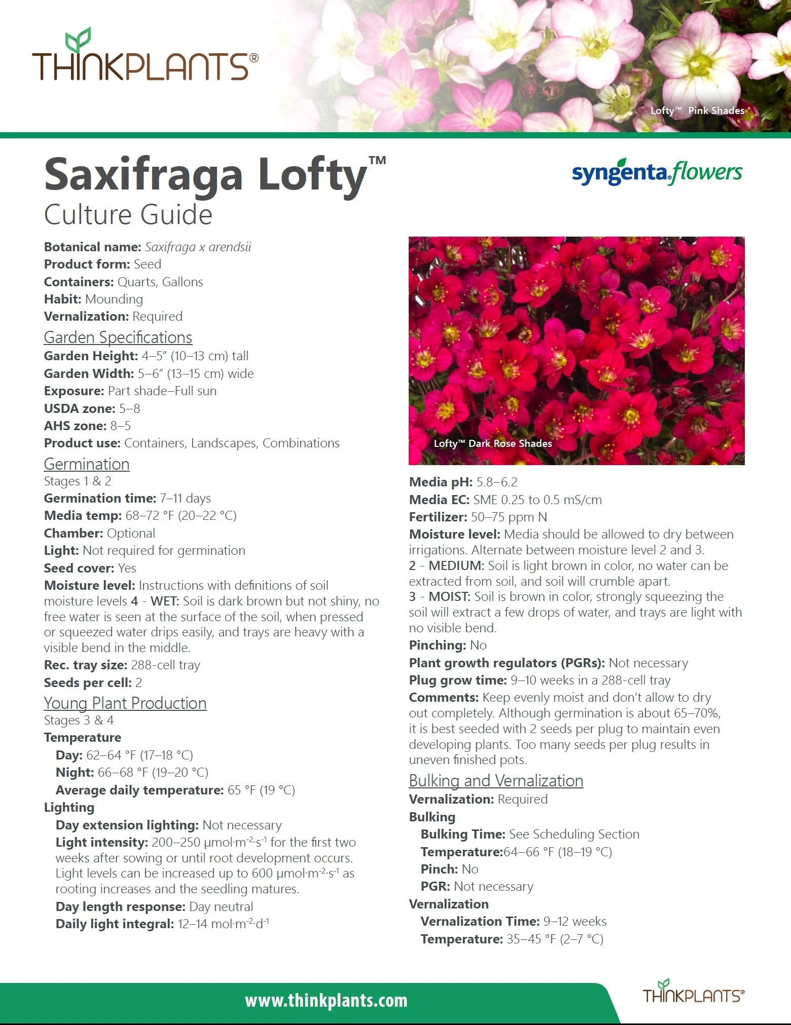 Saxifraga Lofty™