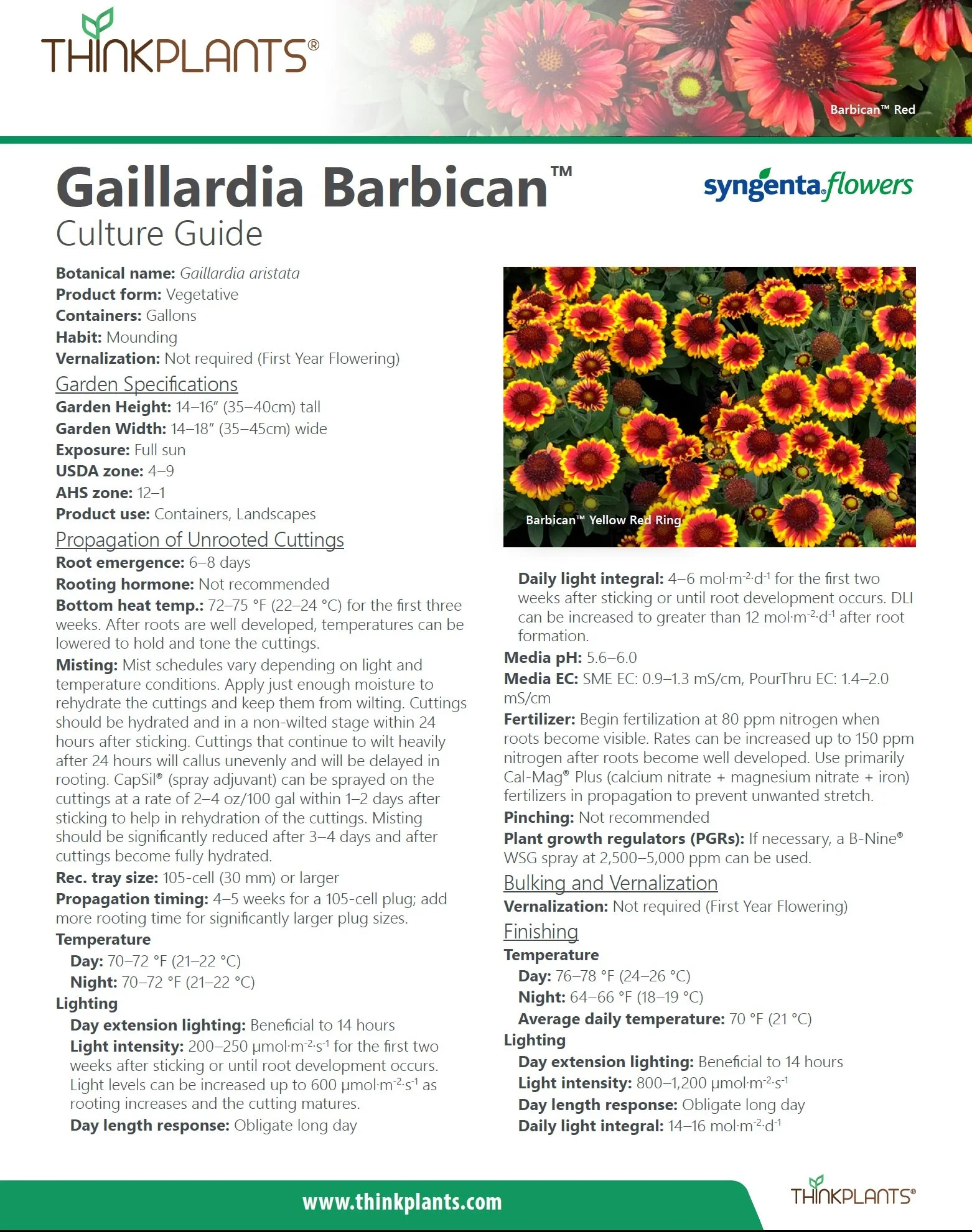 Gaillardia Barbican™