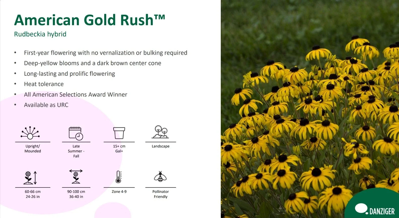 American Gold Rush