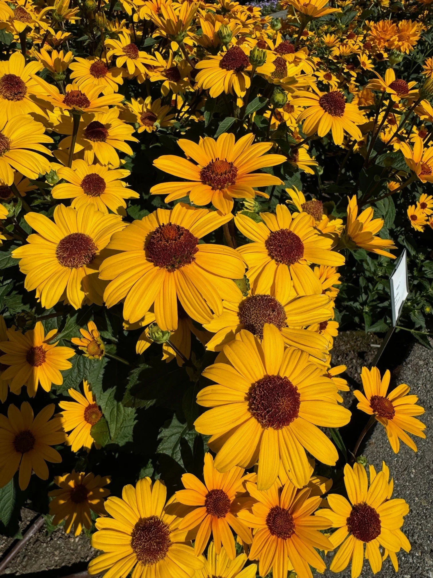 Heliopsis Punto Rosso - Kientzler - smith 2024 closeup.jpg
