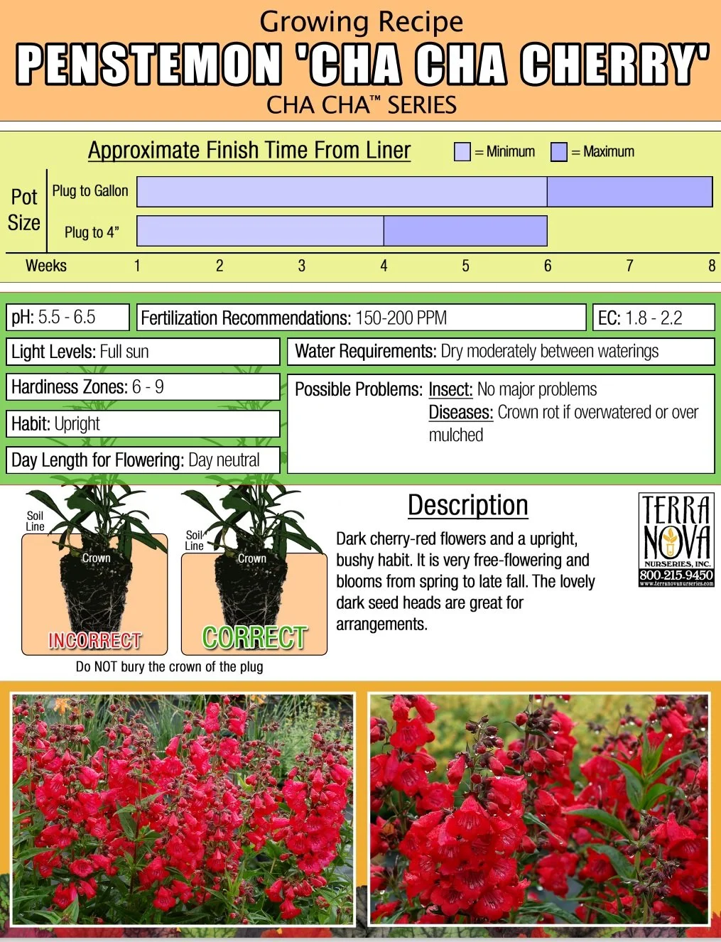Penstemon Cha Cha Cherry