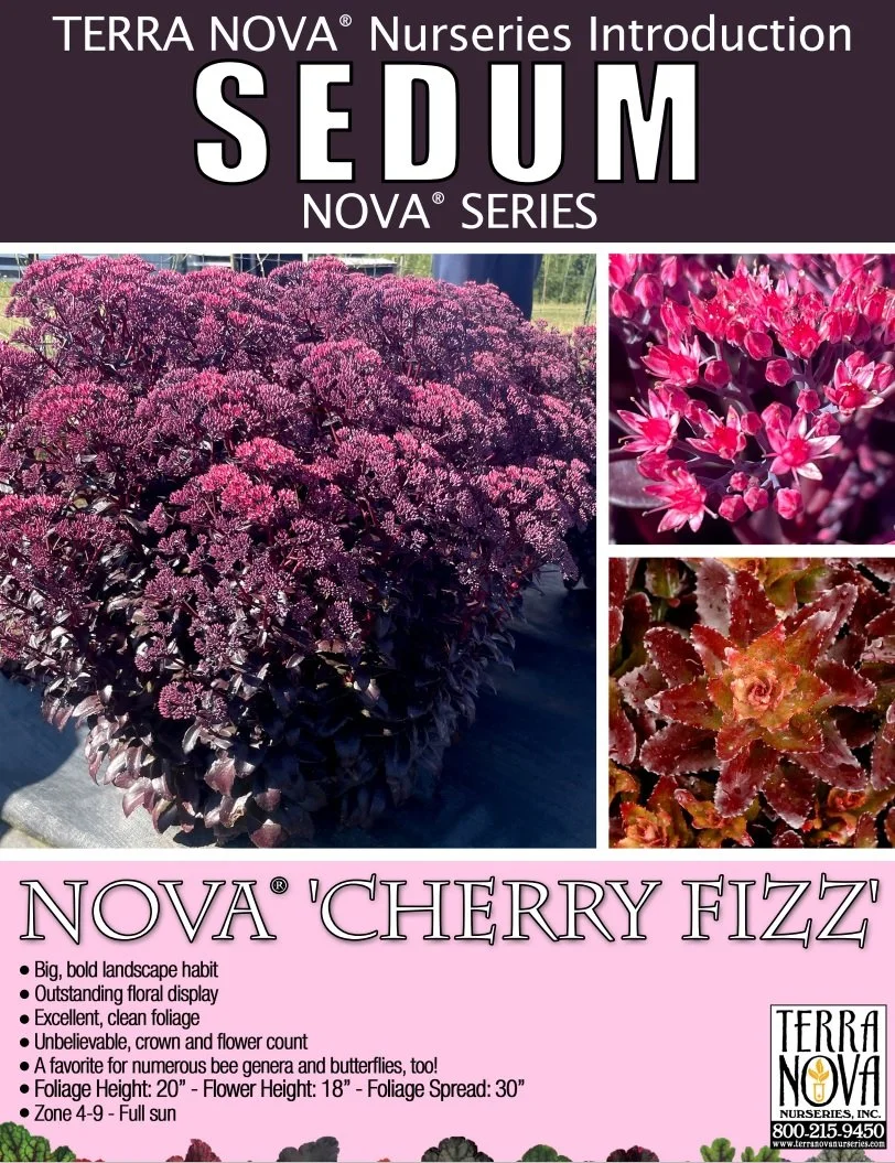 Sedum NOVA® Cherry Fizz