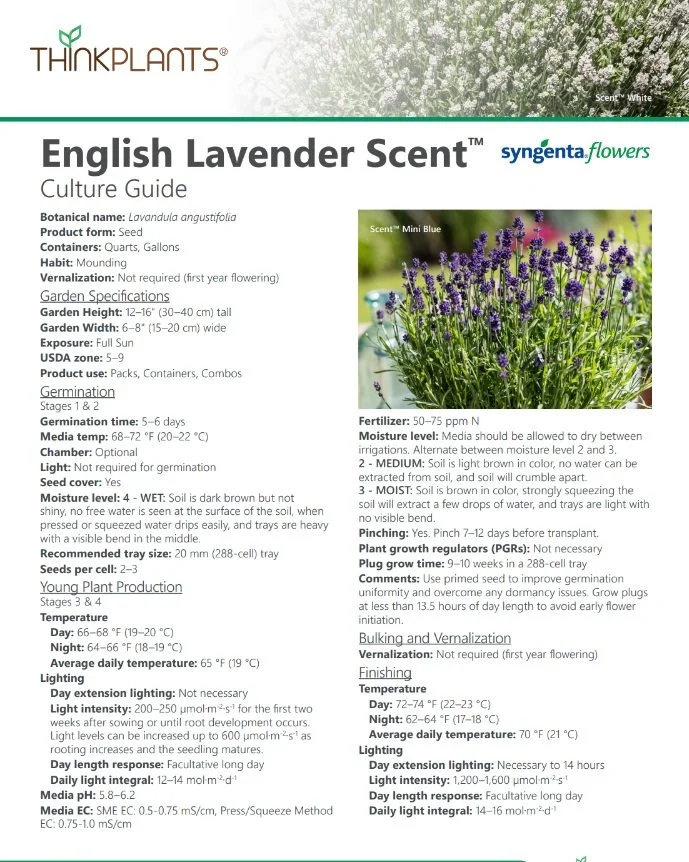 Lavandula angustifolia Scent™