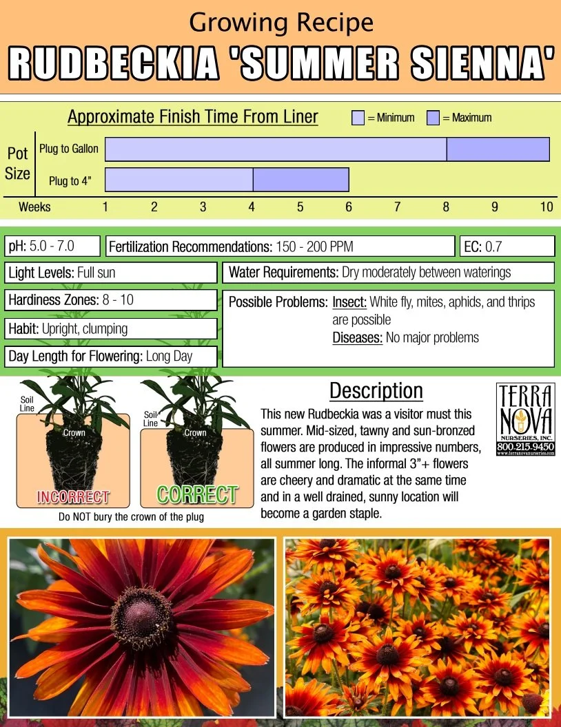 Rudbeckia 'Summer Sienna'