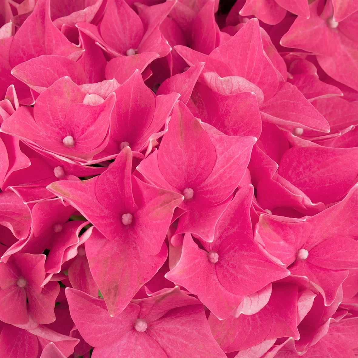 Hydrangea macrophylla HI Ocean — ThinkPlants