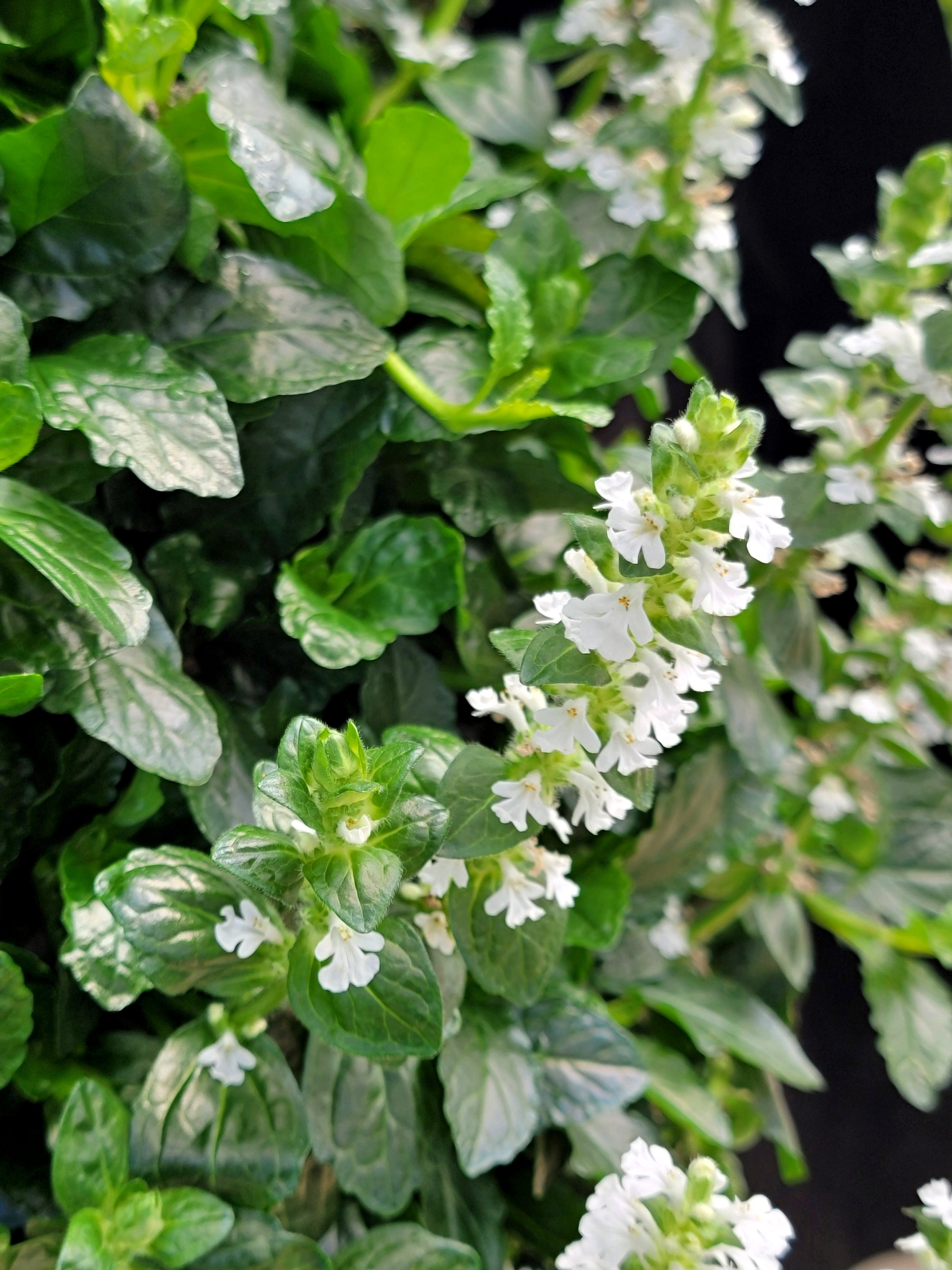 Ajuga-Nova-White-2.jpg