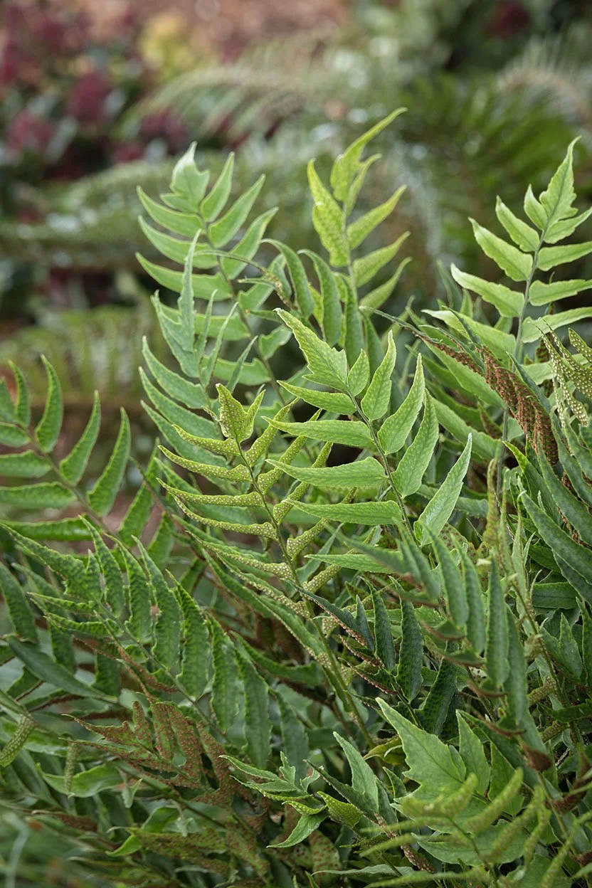 Jurassic™ Stegosaurus Holly Fern