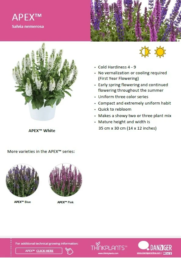 Salvia Apex™