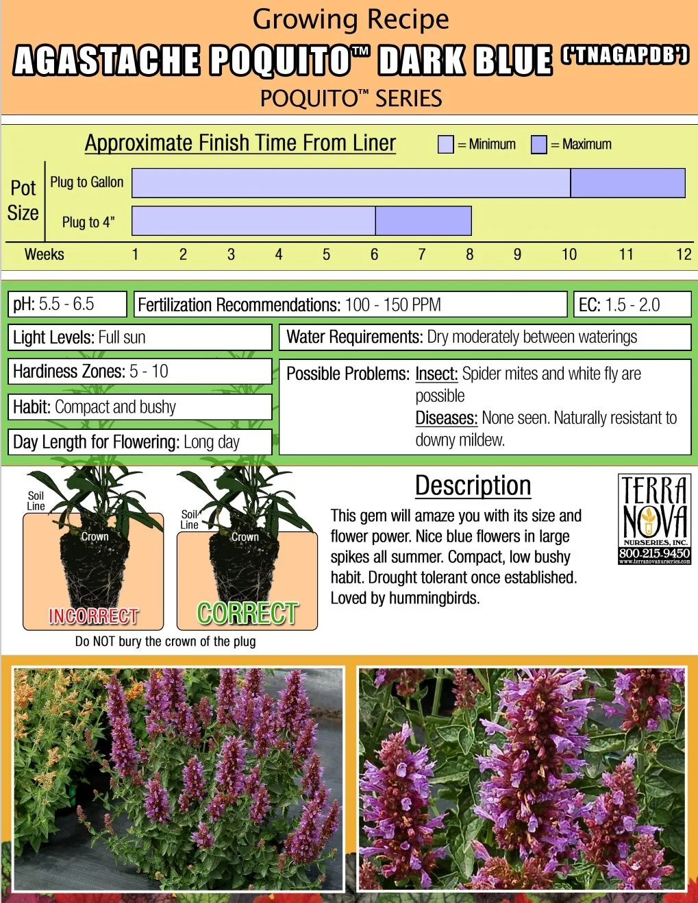 Agastache Poquito™ Dark Blue