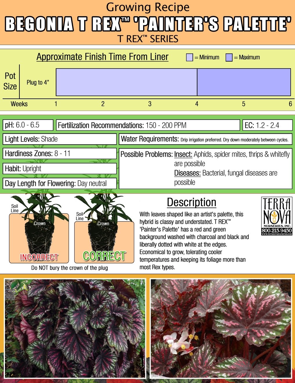 Begonia T Rex™ Painter's Palette