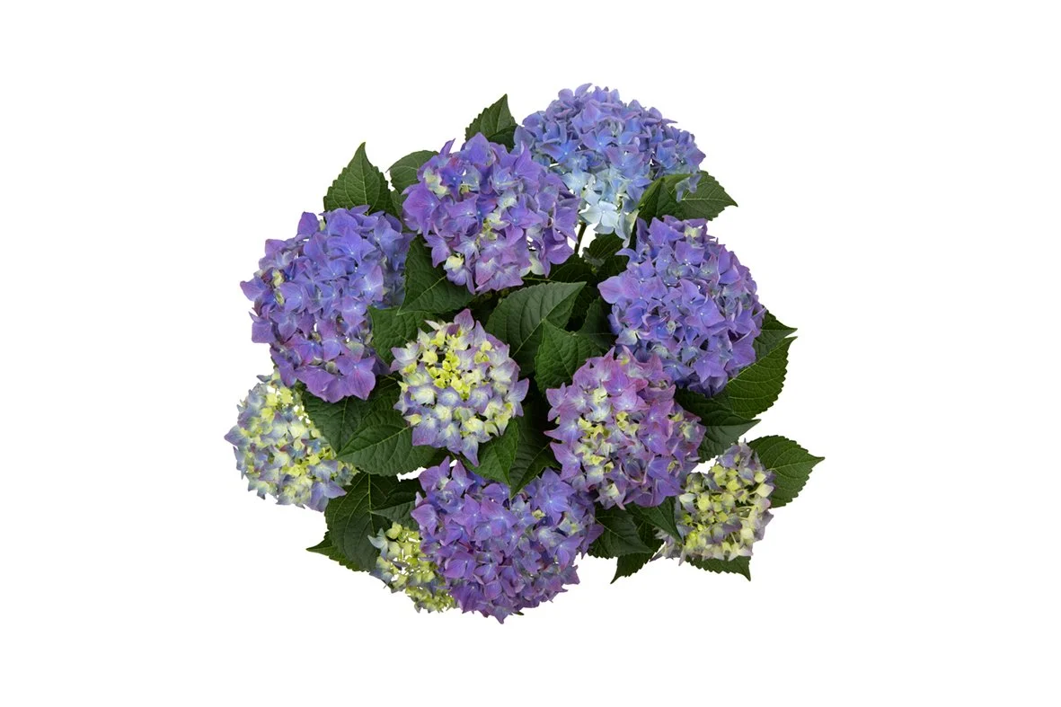 Hydrangea macrophylla HI Ocean — ThinkPlants