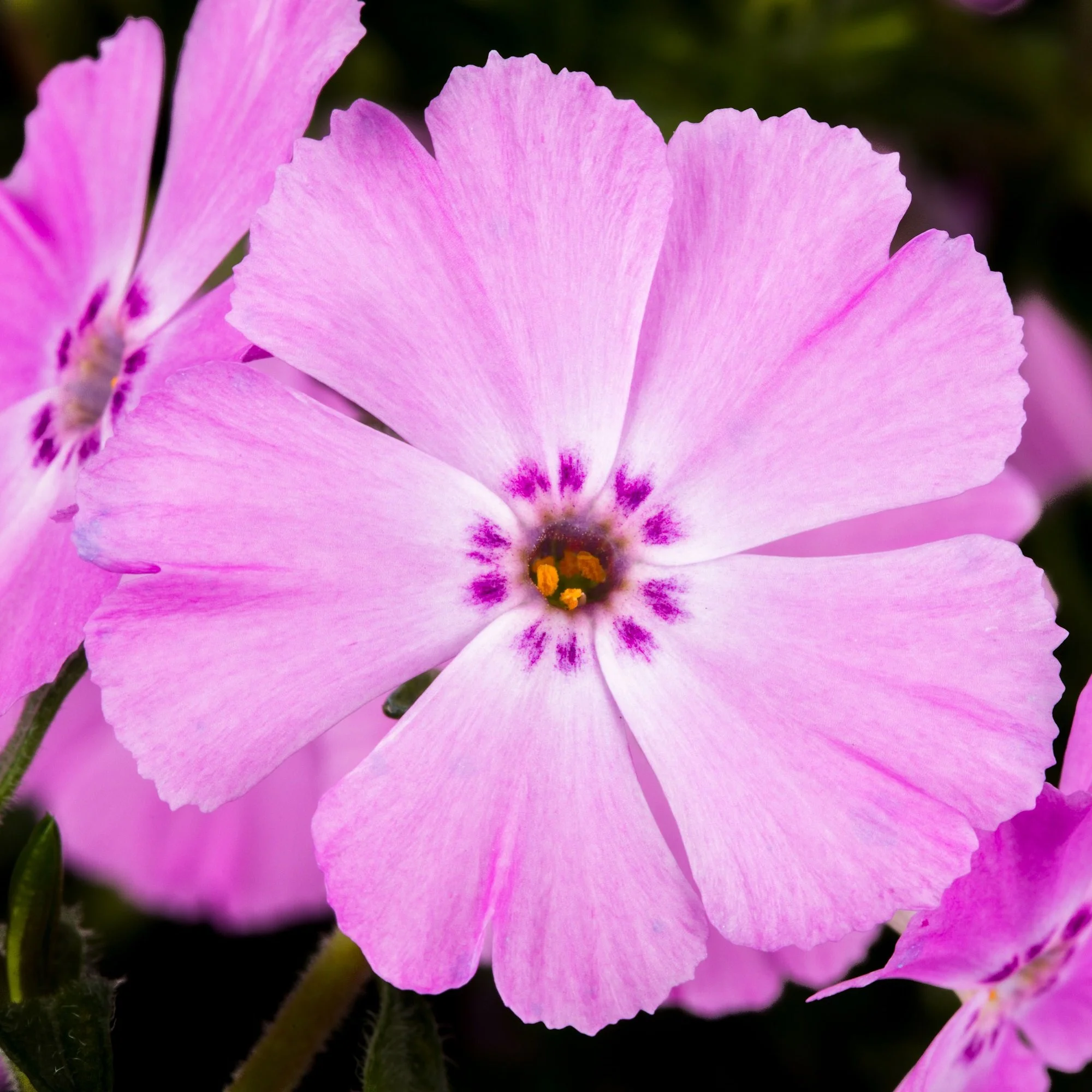 Phlox Trot™ Pink