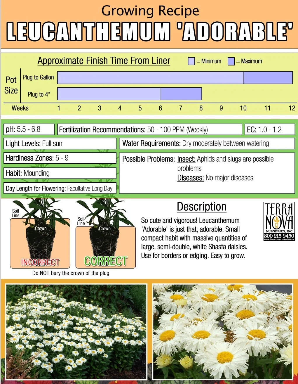 Leucanthemum Adorable