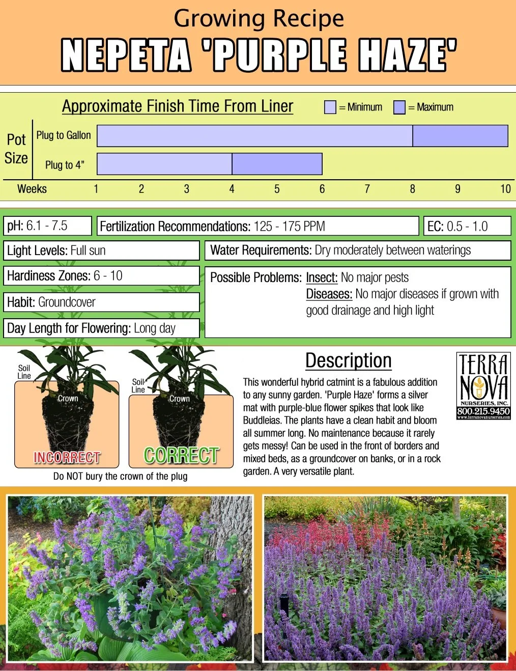 Nepeta Purple Haze
